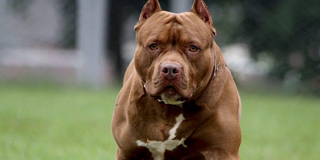 pitbull traşı ve bakımı