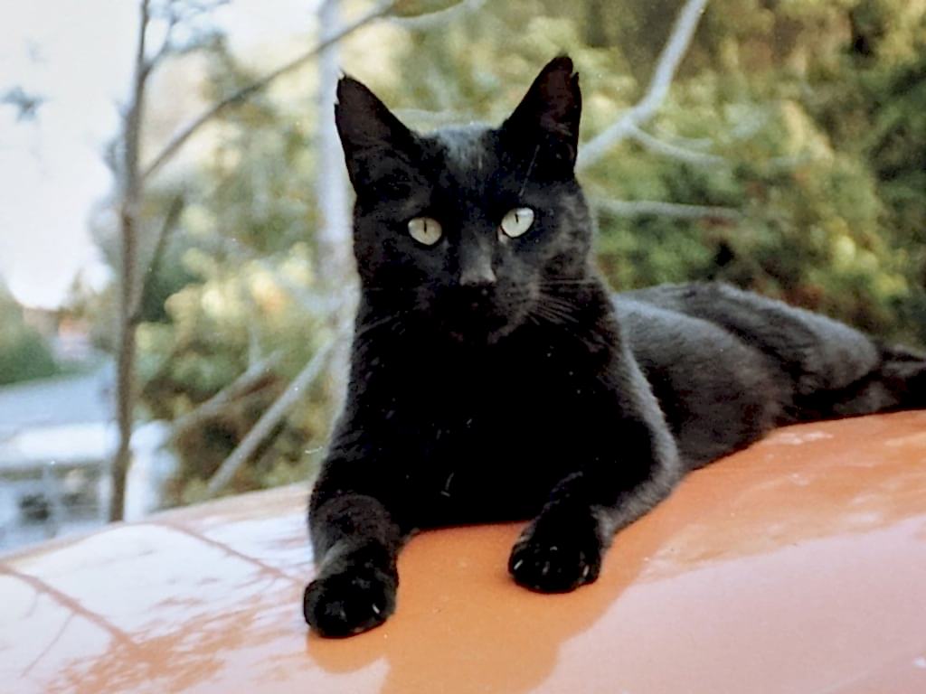 rüyada kedi görmek
