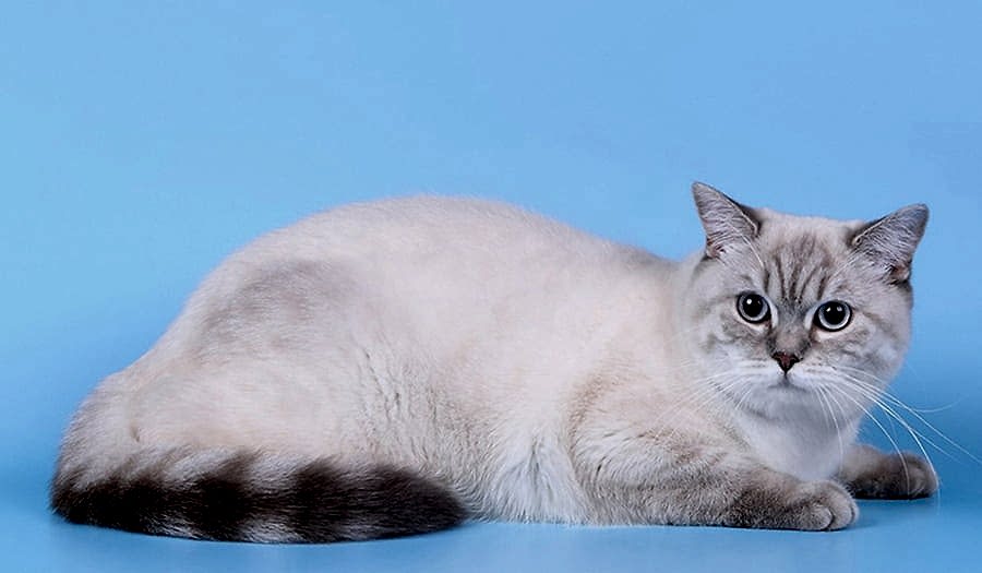 Scottish Straight Traşı ve Bakımı