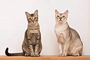 Singapura Kedisi