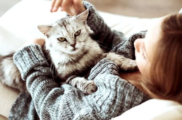 Tüy Dökmeyen Kedi Cinsleri