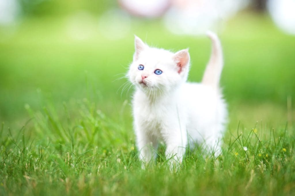 yavru kedi traşı ve bakımı