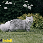 british longhair traş modelleri