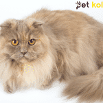 british longhair traş modelleri