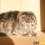 british longhair traş modelleri