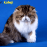 british longhair traş modelleri