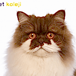 british longhair traş modelleri