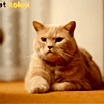 british shorthair traş modelleri