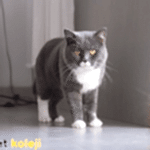 british shorthair traş modelleri