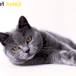 british shorthair traş modelleri