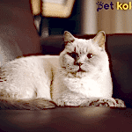british shorthair traş modelleri