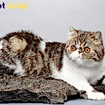 exotic shorthair traş modelleri