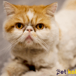 exotic shorthair traş modelleri