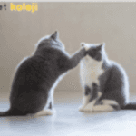 exotic shorthair traş modelleri