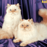 Himalayan kedisi traş modelleri