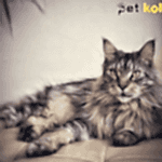 maine coon traş modelleri