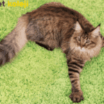 maine coon traş modelleri