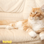 maine coon traş modelleri