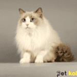 ragdoll kedisi traş modelleri
