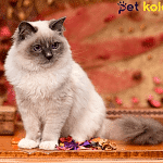 ragdoll kedisi traş modelleri