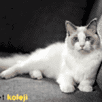 ragdoll kedisi traş modelleri