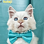ragdoll kedisi traş modelleri