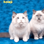 ragdoll kedisi traş modelleri