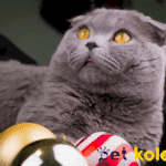 scottish fold traş modelleri