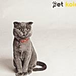 scottish fold traş modelleri