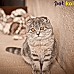 scottish fold traş modelleri