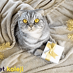 scottish fold traş modelleri