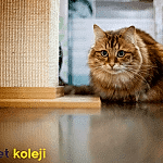 sibirya kedisi traş modelleri