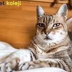 tekir traş modelleri