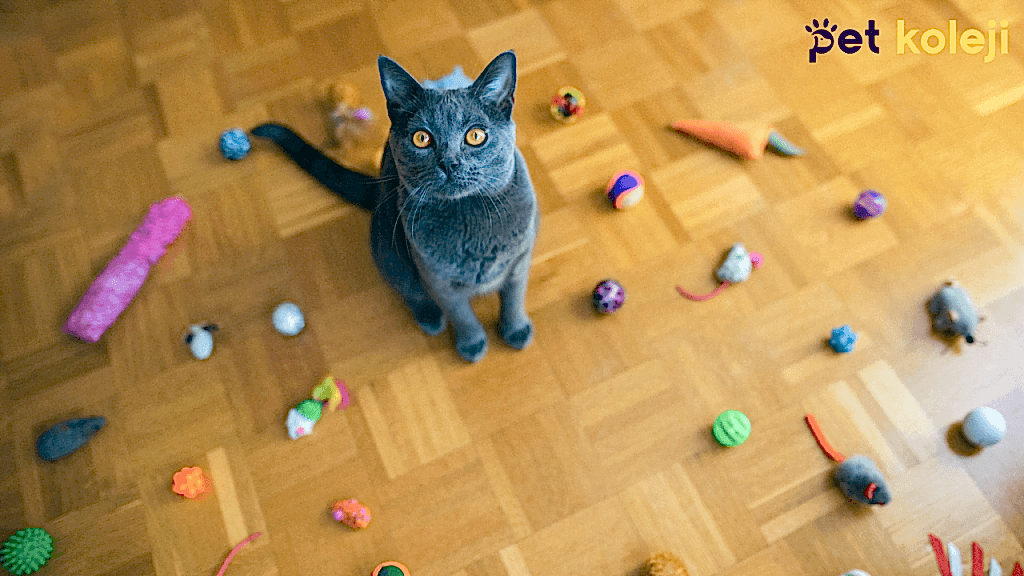 Chartreux Kedisi Tıraşı ve Bakımı