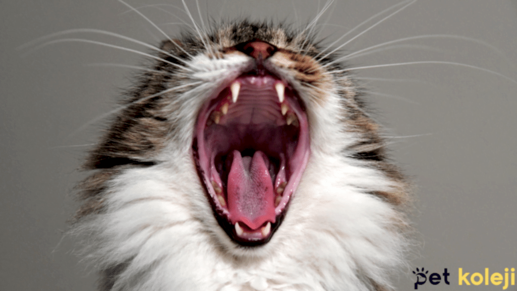 kedi tüy dökülmesi