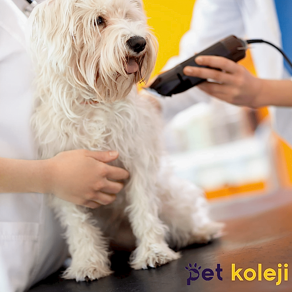 köpek traş makinesi