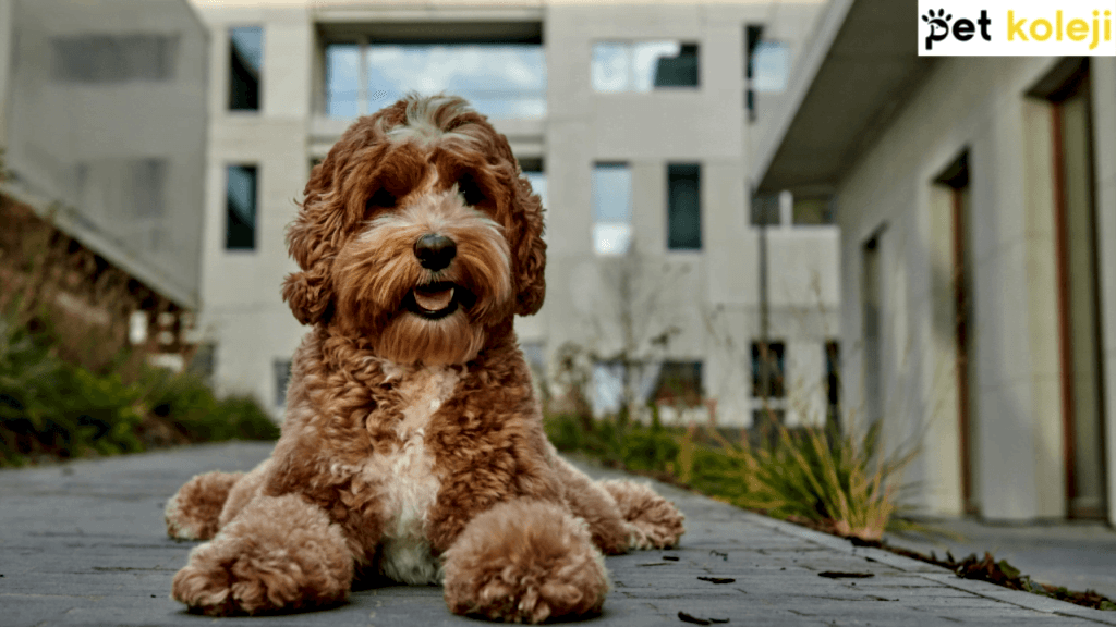 Labradoodle Traşı ve Bakımı