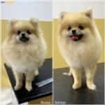 pomeranian boo makas tıraşı modelleri