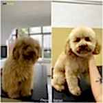 toy poodle makas tıraşı modelleri