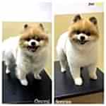 Pomeranian Boo Traş Modelleri
