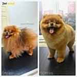 Pomeranian Traş Modelleri