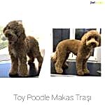 Toy Poodle Tıraş Modelleri
