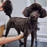 toy poodle tıraşı