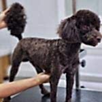 toy poodle traşı