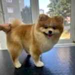 Pomeranian Boo Traşı ve Modelleri