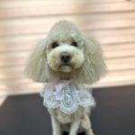 toy poddle tıraşı modelleri