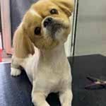 Pekingese Pekinez Traşı ve Modelleri