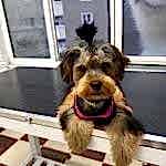yorkshire terrier tıraşı modelleri