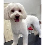 maltese terrier tıraşı modelleri