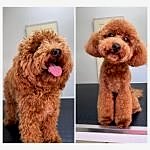 toy poddle tıraşı modelleri